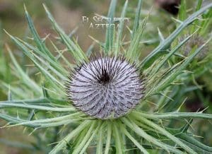 cardo de sol