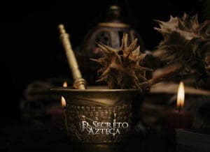 estramonio la hierba del diablo