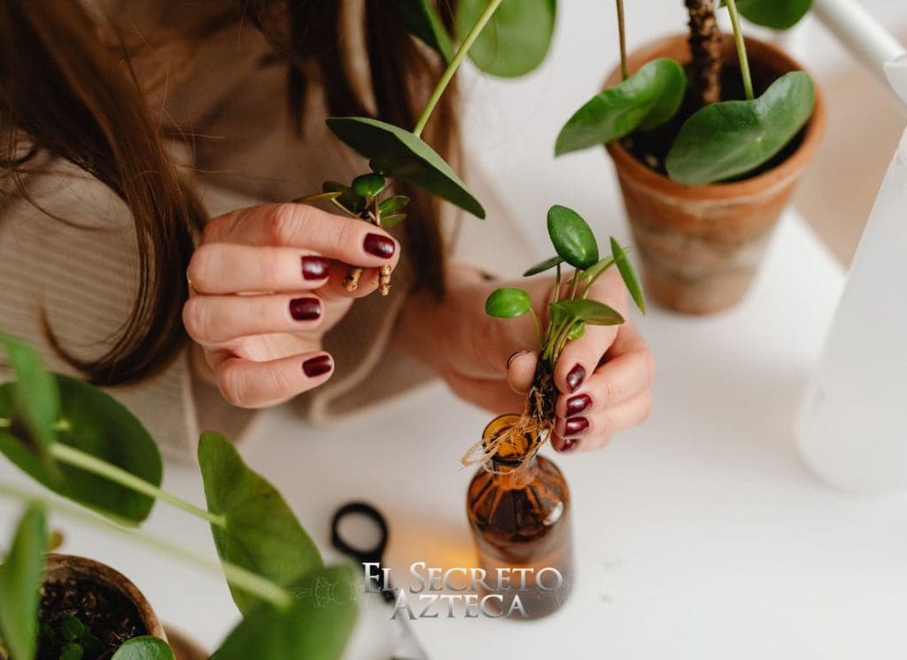 botanica para principiantes