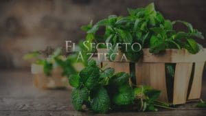Beneficios esotéricos de la menta